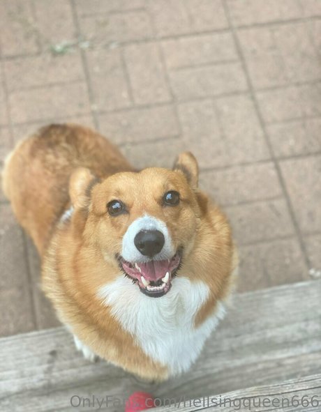 hellsingqueen666 star exclusive galleries