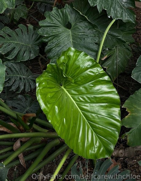 moms onlyfans free xxx image