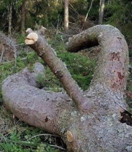 Energee hot model picture