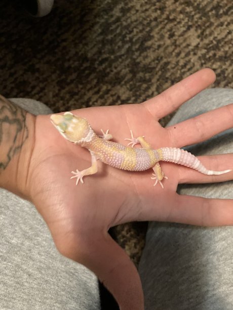 Kristan Skenandore nude model gallery