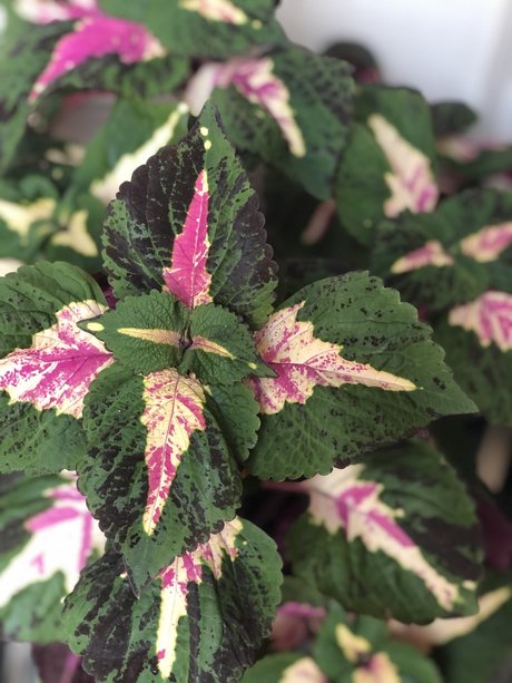 Kait Mint model top images