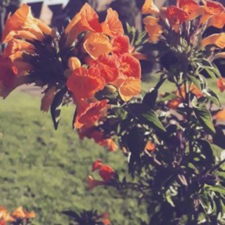 Ana Ann star beautiful pics