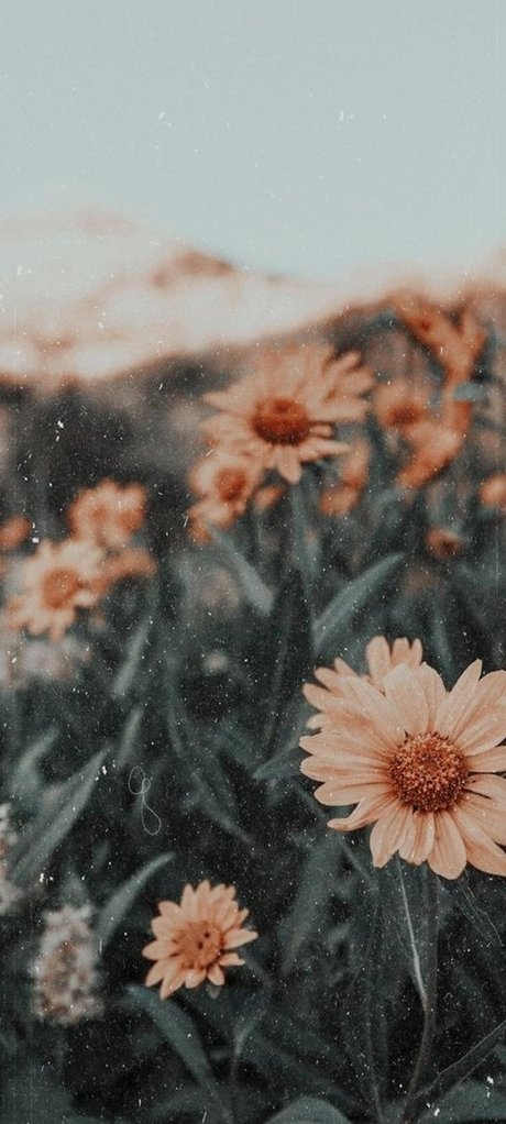 _Nicole beautiful star images