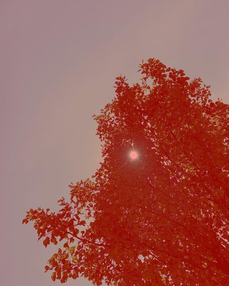 monique_ pornstar perfect pictures