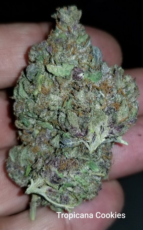 YogaYo model pretty image