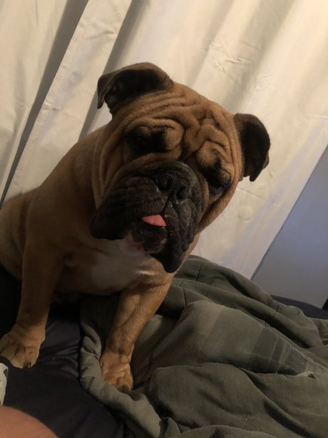 Patrick Bateman pornstar erotic img