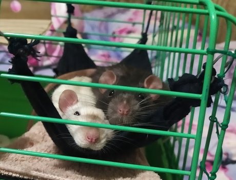 Mr Fufu Duduch amp amp Mr Churchill rats_ high quality model pic