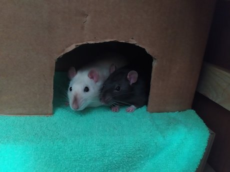 Mr Fufu Duduch amp amp Mr Churchill rats_ model beautiful pic