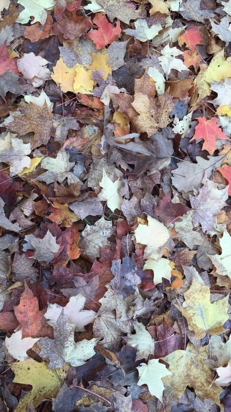 Mae Lyne_ star perfect pics