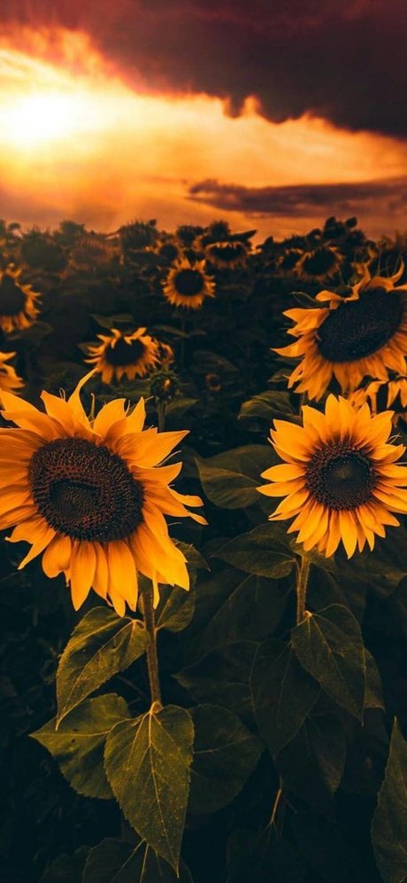 Sunflower Sl t model pretty galleries