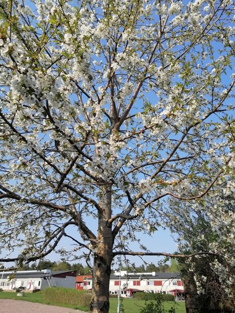 Curvy Libby naked star image