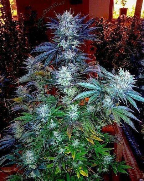 Tmoore33 exclusive star picture