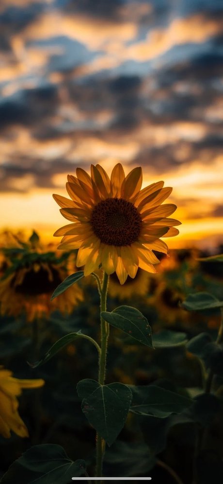 CrissiBbyCakes beautiful star photos