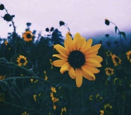 A FreeWoman Ashley Duralia erotic actress img