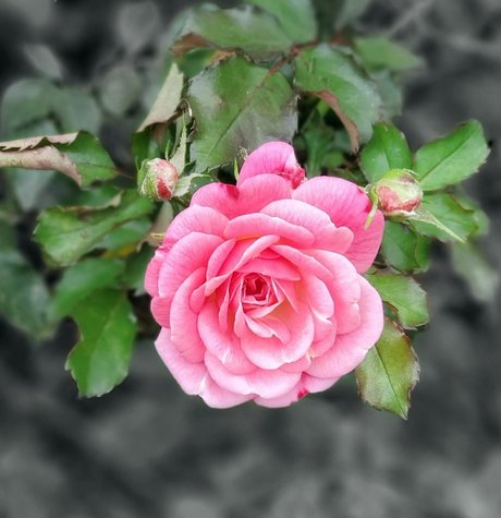 CurvyLifter beautiful star img