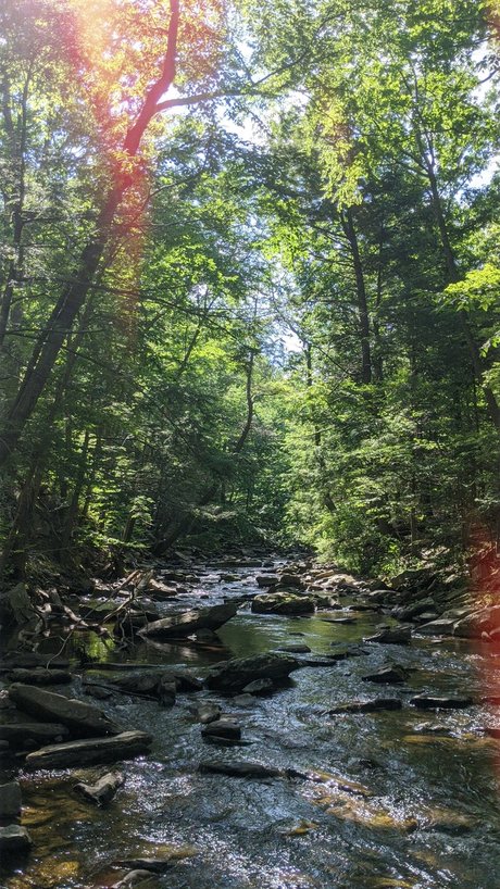 Wolf boy adult star image