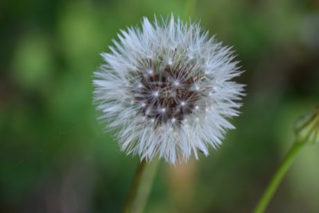 NatureDesire naked actress img