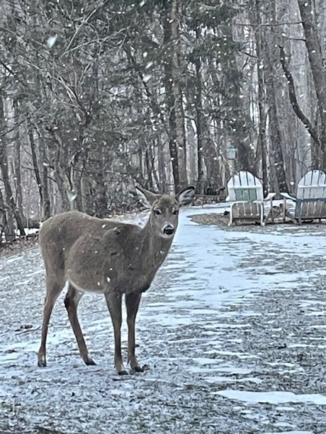 Eilit model adult gallery