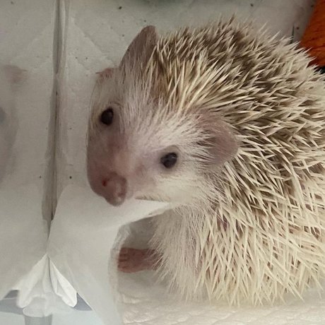 Hellomynameisae pornstar erotic img