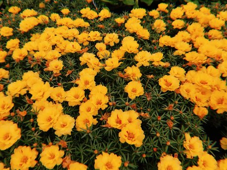 Nicole Kaye pornstar nudes images