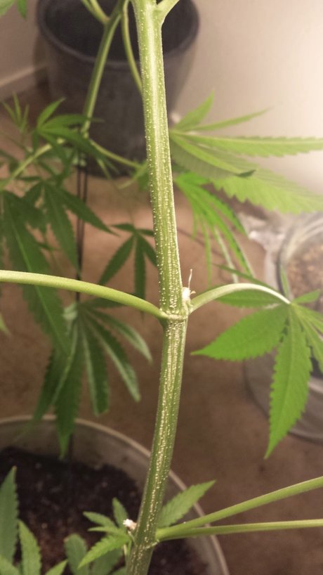 Yesplease star exclusive img