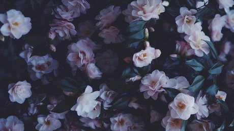 NinaLifeOf model porn images