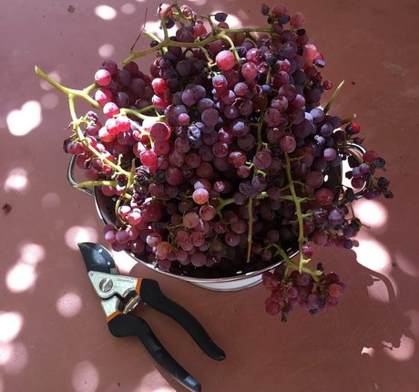 kellynakatomi pornographic actress pics