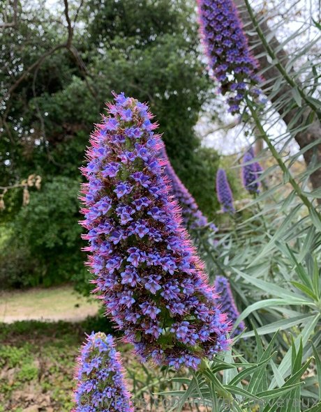 margotdeveraux top star archive