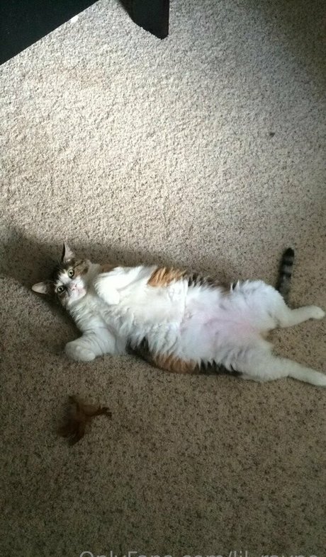 huge anal dildo onlyfans sexy naked img