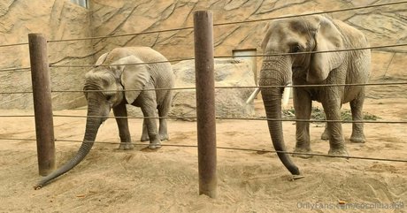 cocolinaa69 nice actress photo