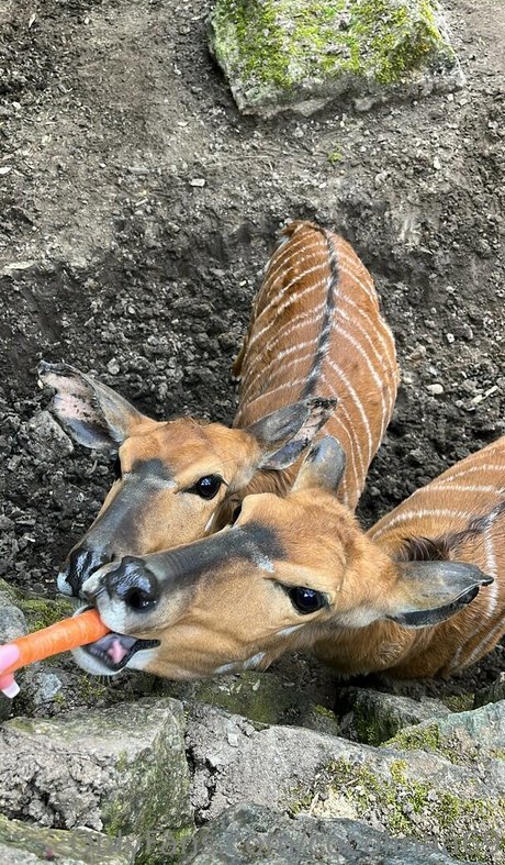 curvy muscle onlyfans nude image