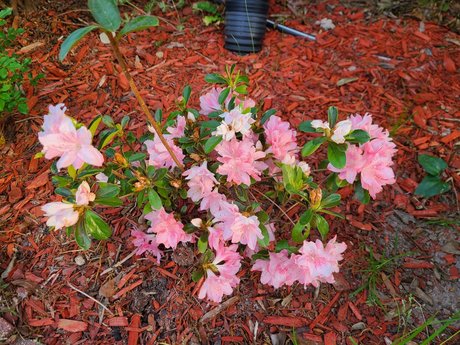 _Inactive_ naked actress photo