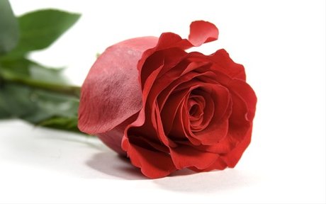 ally rose pornstar art pic