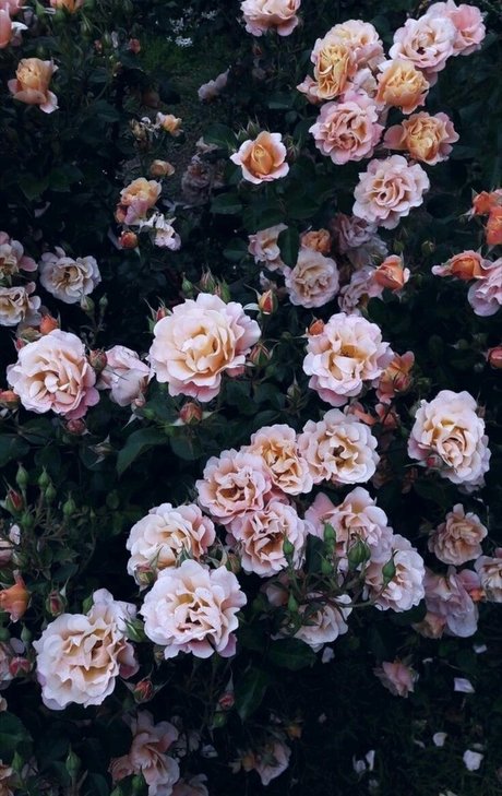 Agus Ortega_ exclusive star images