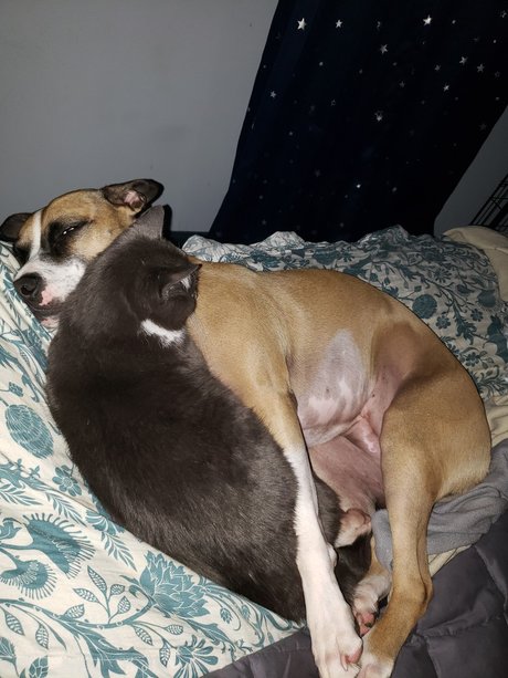 onlytabs adult actress galleries