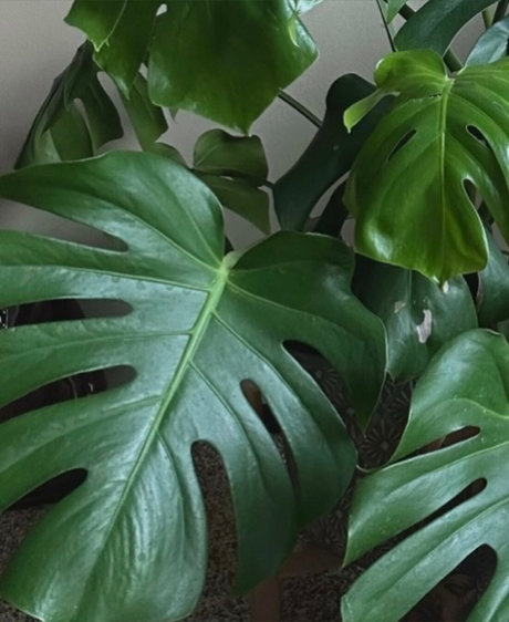 josephine ralyn exclusive pornstar pictures