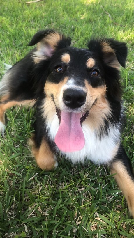 OnlyPaws hot model archive