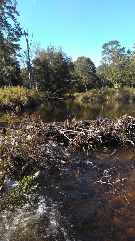 Orgasmsnoaktrees xxx pornstar picture