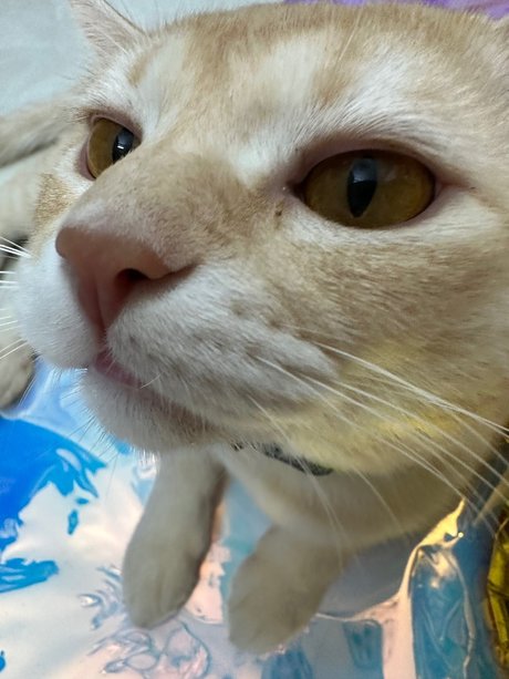 Asagi hd actress image