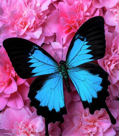 Panda Pawz free actress pic