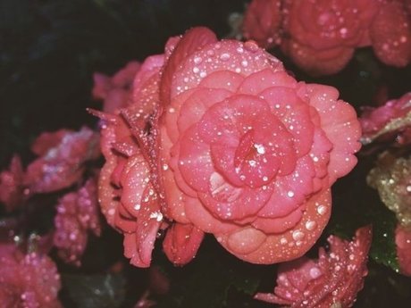 peachy babe free pornstar images