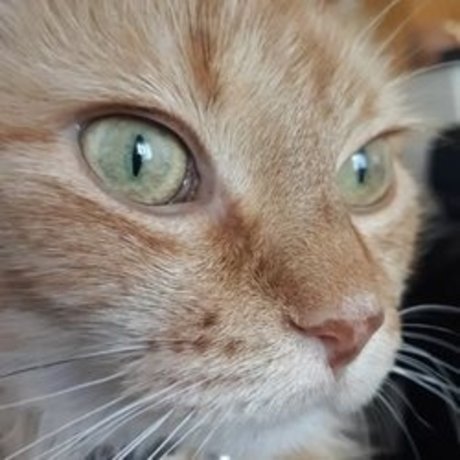 CjCumins hot pornstar pic