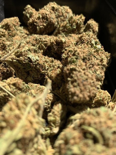 DaddyWood model exclusive pic