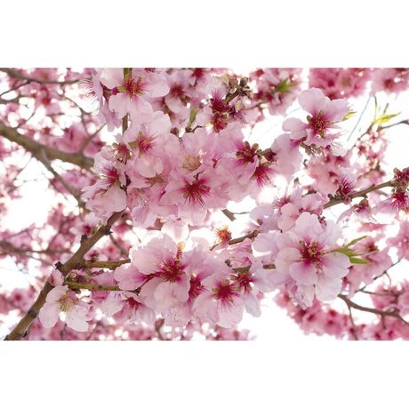 pink mochi adult model images