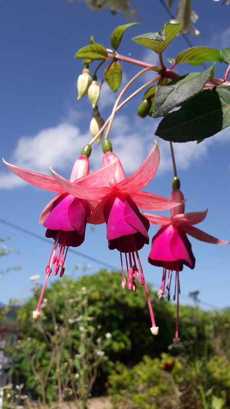 Piel Canela porn model photos