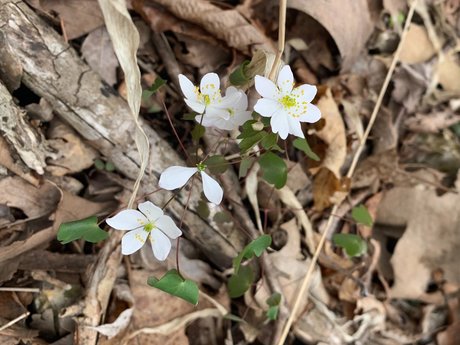 Plow xxx model picture