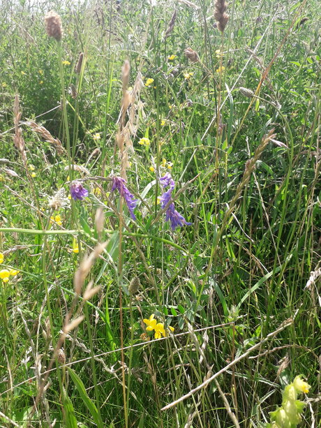 Cosmic Kane star hd pic