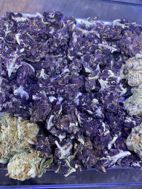 Mendocino P xxx model pic