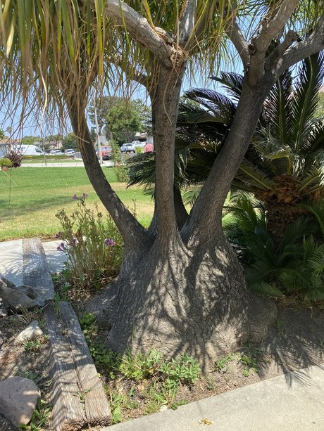 JDwilling pornographic star pictures