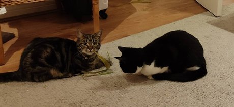 Cool cats xxx free star gallery